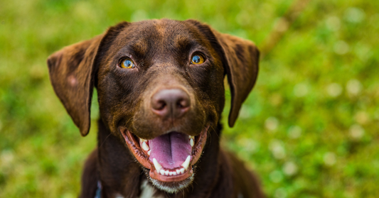 Faszinierende Fakten über Hunde
