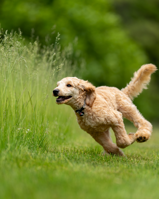 Fröhlicher Hund mit gesunder Verdauung dank BetterBelly – Postbiotika-Ergänzung von bettertreats